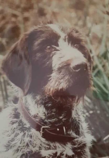TRILLE OF TEESDALE | German Wirehaired Pointer 