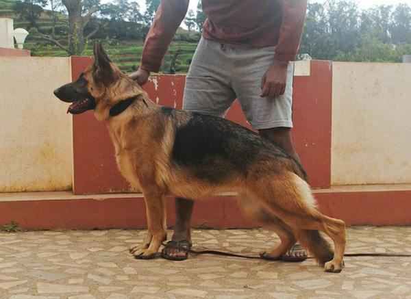 Kimberlin of Lionheart | German Shepherd Dog 