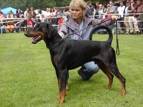 Balou v. Brennenden Berg | Black Doberman Pinscher