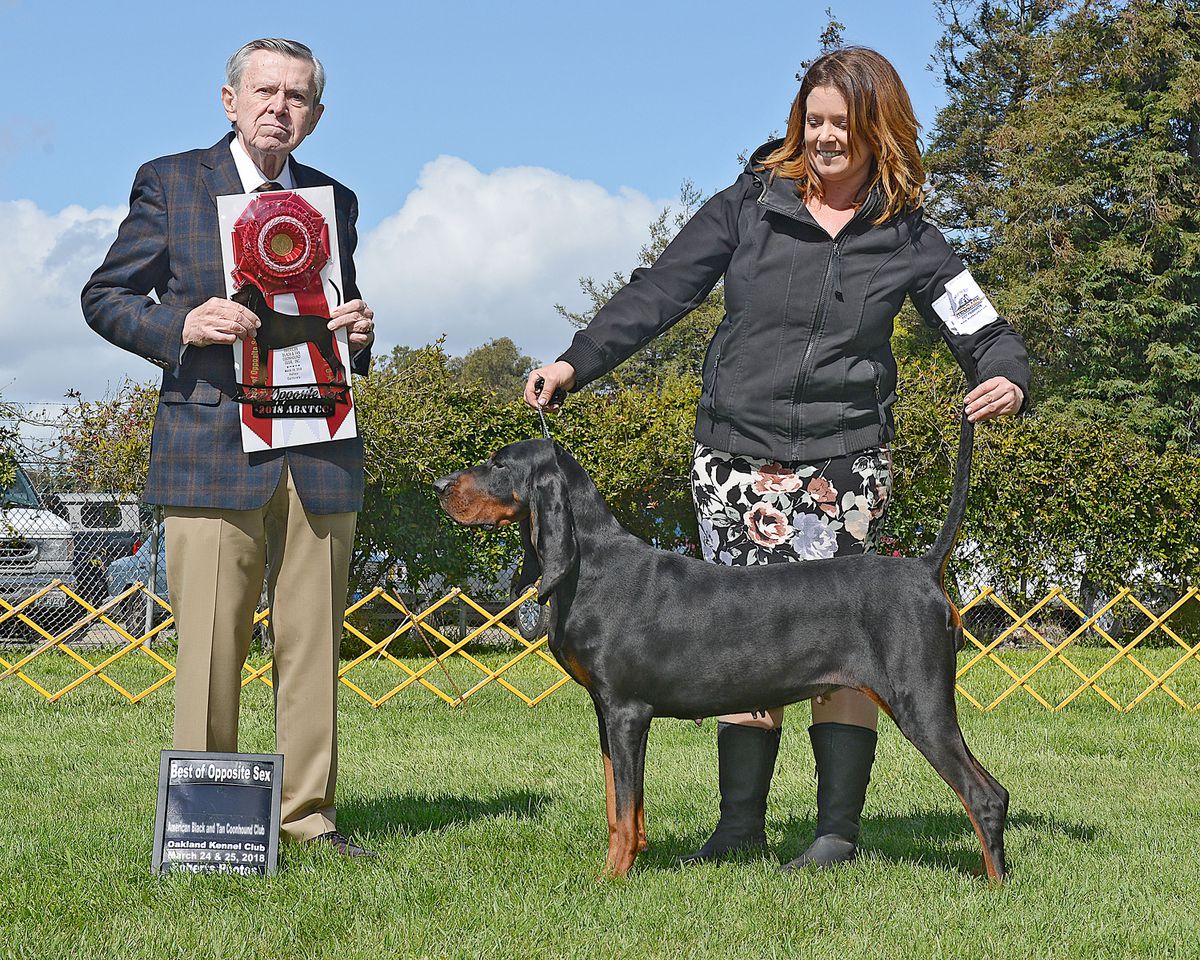 Carlin ScoutOut Black Caviar | Black and Tan Coonhound 