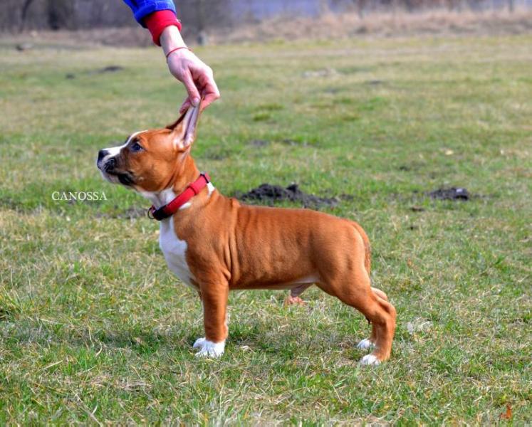 BR JELLY BOY Canossa | American Staffordshire Terrier 