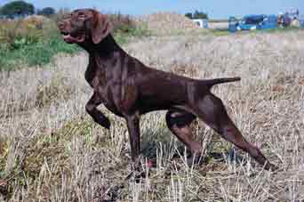 Taco de la Porte de Becray | German Shorthaired Pointer 