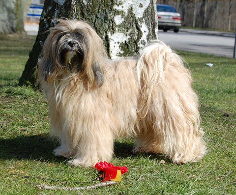 TARAGIRI CHU-CHU-LAMLEH | Tibetan Terrier 