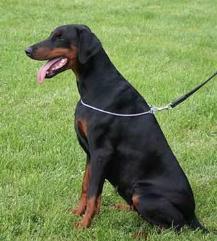 Bertha v. Brennenden Berg | Black Doberman Pinscher