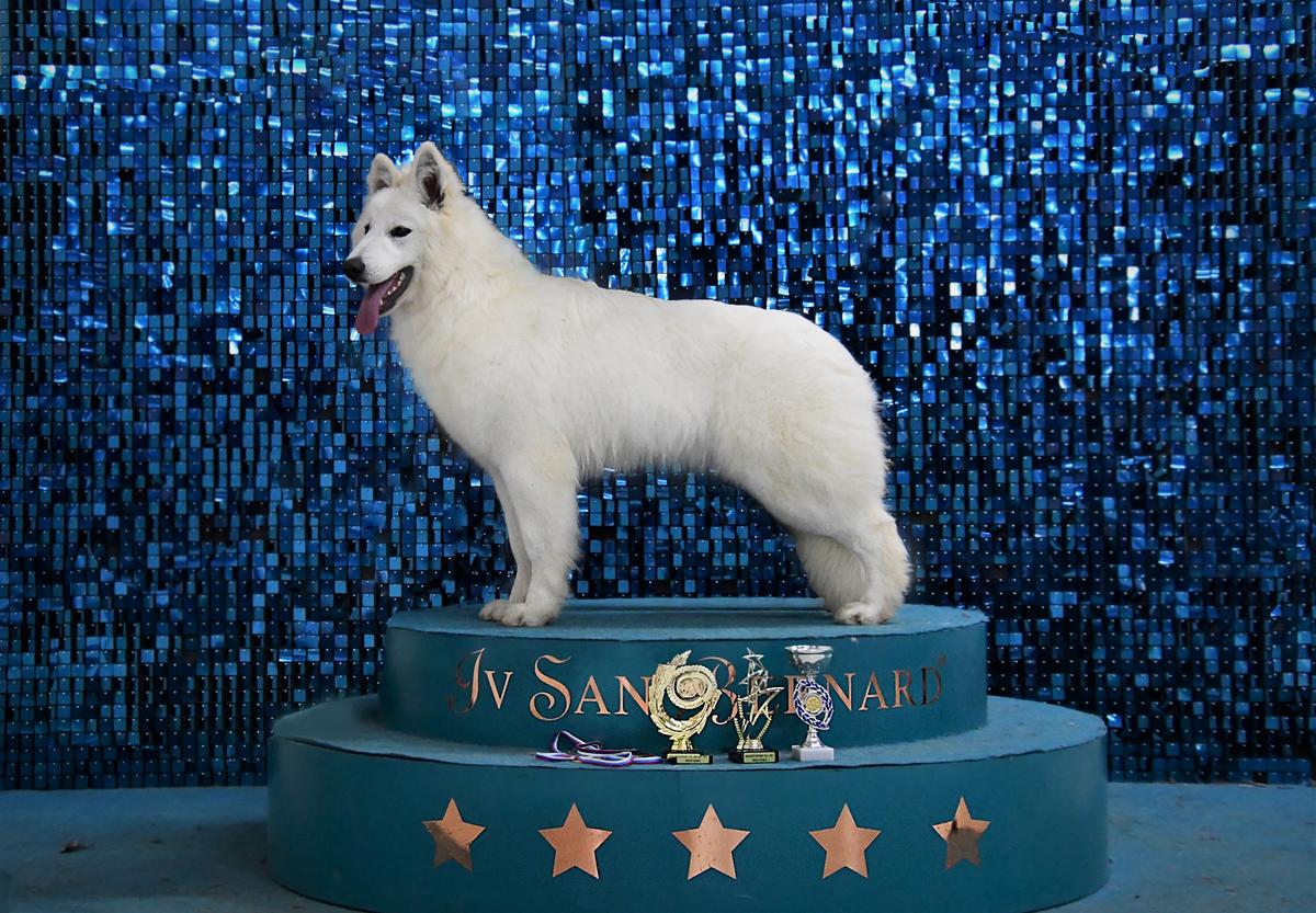 RITSA  ABSOLUTE VICTORY | White Swiss Shepherd Dog 