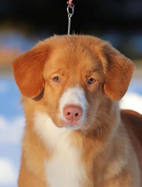 Roaneden's Hawaiian Punch | Nova Scotia Duck Tolling Retriever 