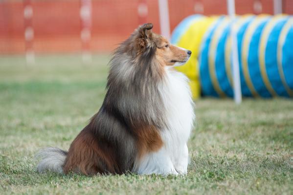 CanyonView Free Wheelin | Shetland Sheepdog 