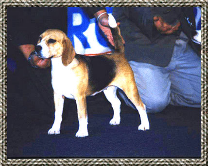 Bierquil Linsay | Beagle 