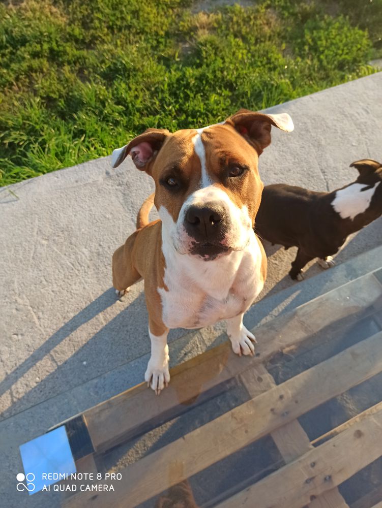 QUINCY Diamond Staff (FCI) | American Staffordshire Terrier 