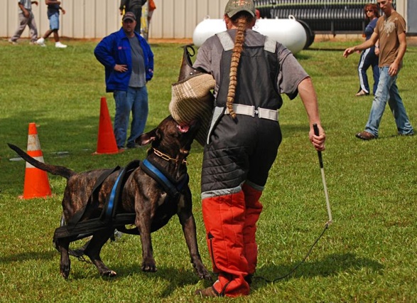 Isis RR | Perro de Presa Canario 