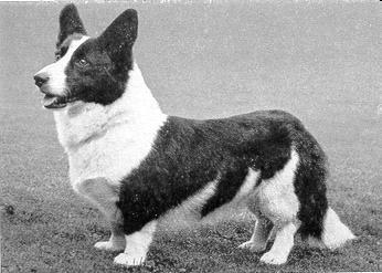 Parmel Digger | Cardigan Welsh Corgi 