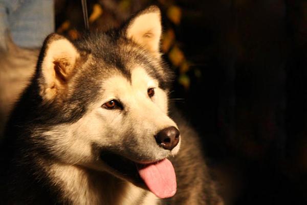 Vintage Point Zeniz Ria of Ia | Alaskan Malamute 