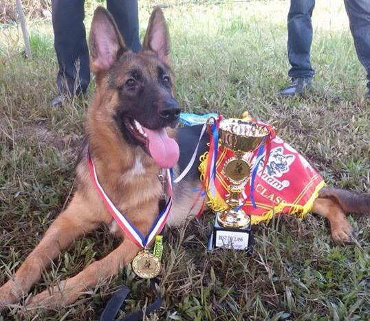 NADINA Tr?n gia | German Shepherd Dog 