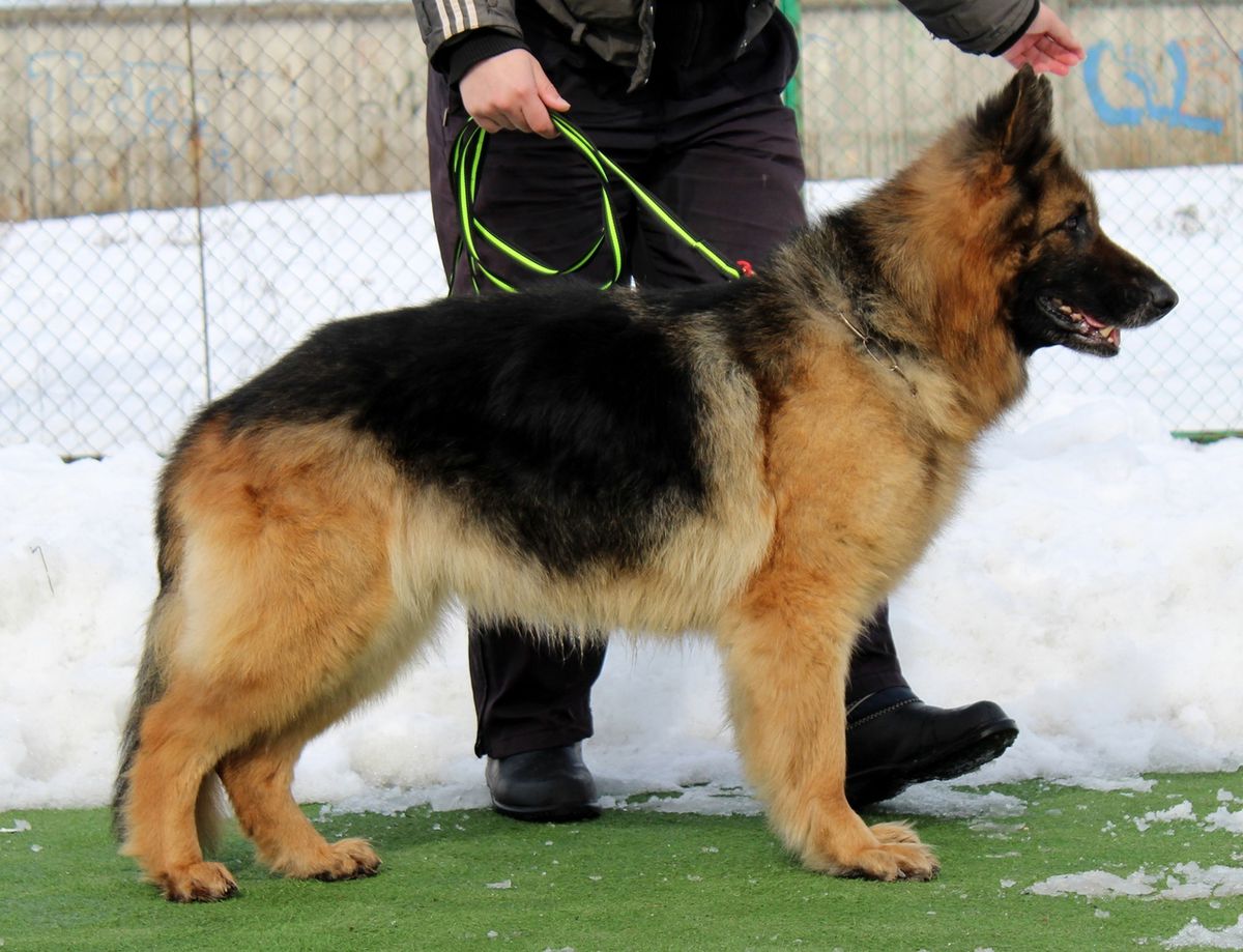 Jess Devita Rusta | German Shepherd Dog 