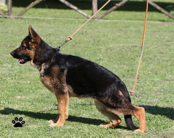 Puta Di Casa Nobili | German Shepherd Dog 