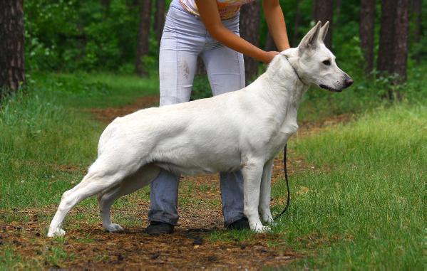 Fieliss Buhta Bounty | White Swiss Shepherd Dog 