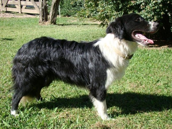 Jazz de Gos Negre | Border Collie 