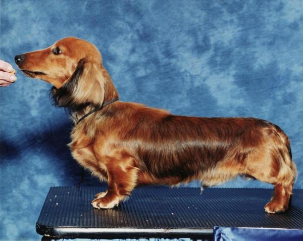 Rose Farm's Son Of Trigger ML | Dachshund 