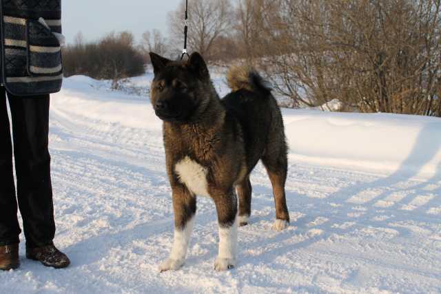 Rusich Best Berry | Akita 