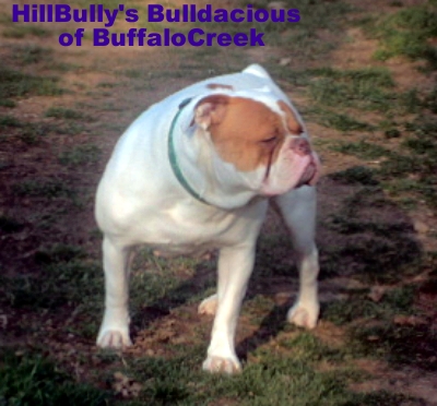 BuffaloCreek's Bulldacious | Olde English Bulldogge 