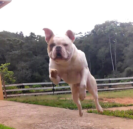 Iron Roots Bully | American Bulldog 