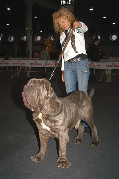 NOE' DEL GHENO | Neapolitan Mastiff 