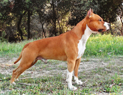 Broly de Cor Valent | American Staffordshire Terrier  Broly de Cor Valent | American Staffordshire Terrier