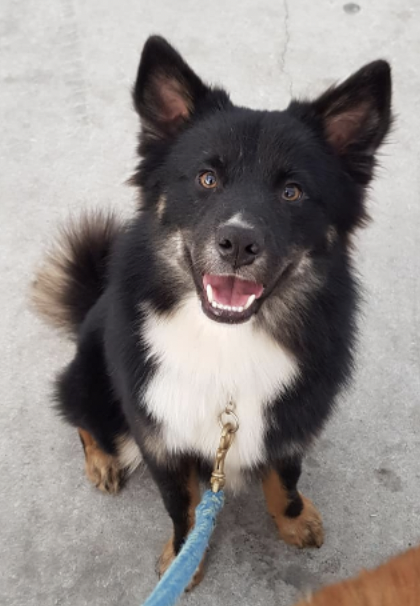 Bindi van Rogici | Icelandic Sheepdog 