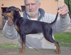 black beauty de los valientes | Miniature Pinscher 