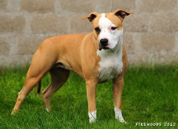 Firewood's Central Park | American Staffordshire Terrier 