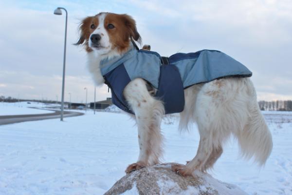 Høgedals Zita | Kooikerhondje 