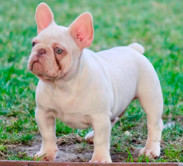 Pack Edge Coco | French Bulldog 