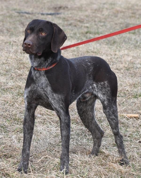 Hall's Outlander Kellen | German Shorthaired Pointer 