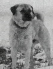 Hisar Hamsin (Ruzgar) | Anatolian Shepherd Dog 