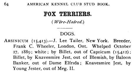 Arsinicum (1889) AKC 015413 | Wire Fox Terrier 