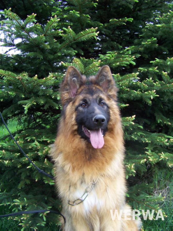 Dasza Werwa | German Shepherd Dog 