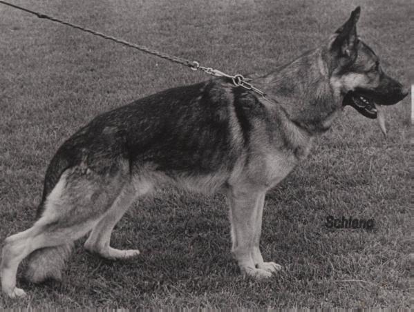 Agent von Arlett | German Shepherd Dog 