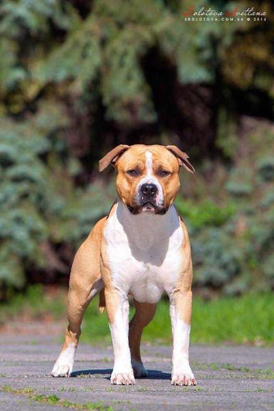 Temujin from skytown | American Staffordshire Terrier 
