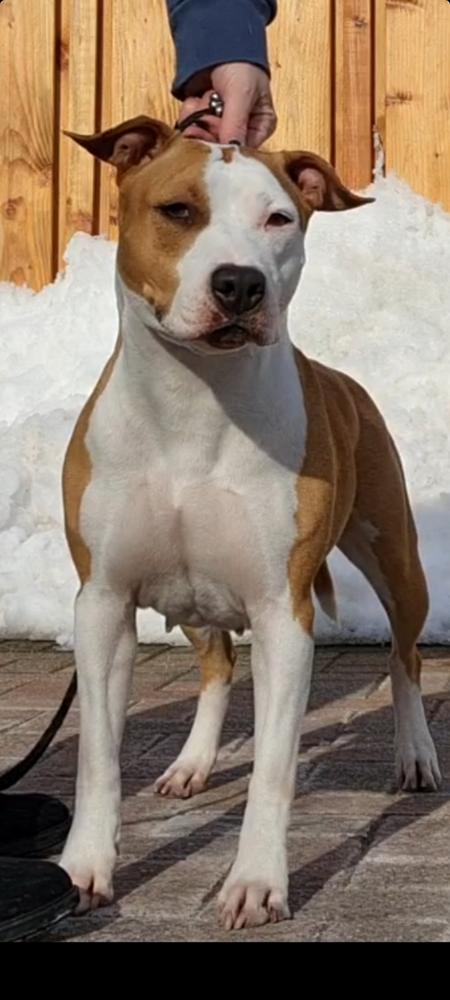 Nine to Five Four Roses | American Staffordshire Terrier 