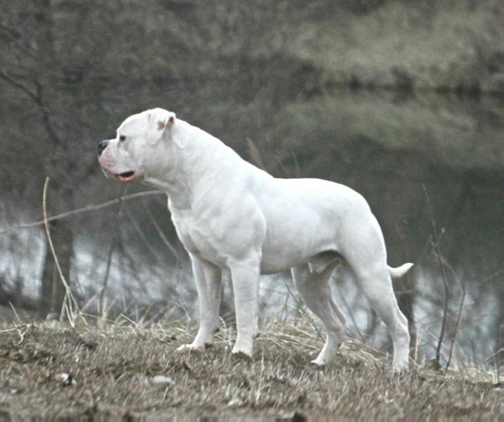Whitey's Manson | American Bulldog 