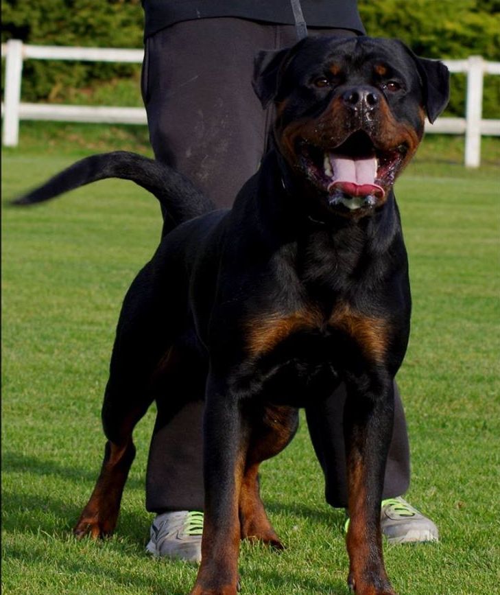 JAGGER VON DER MUHLE ROTT | Rottweiler 