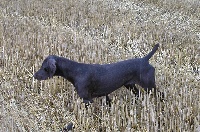 Ode du Marais de Saintonge | German Shorthaired Pointer 