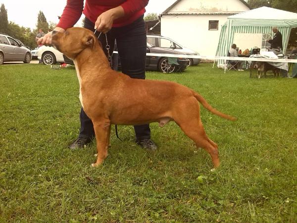 Falcon Evocati | American Staffordshire Terrier 