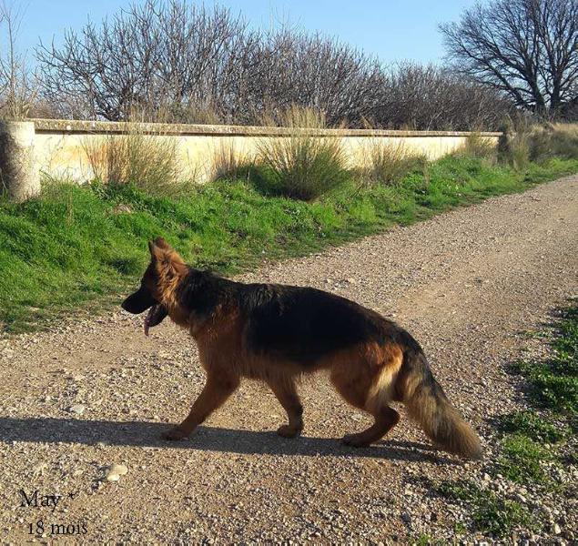 MAY du Bois du Luxembourg | German Shepherd Dog 