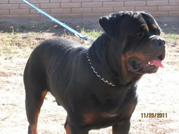 VonZennith Arthos | Rottweiler 