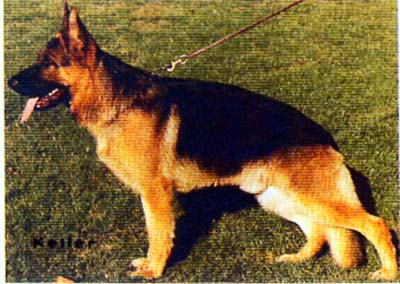 Indo von der Noriswand | German Shepherd Dog 