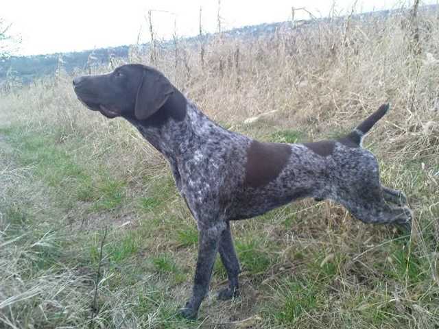 Baron of Rajkovic | German Shorthaired Pointer 