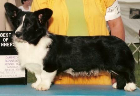 Dragonpatch Wish You Had Me | Cardigan Welsh Corgi 