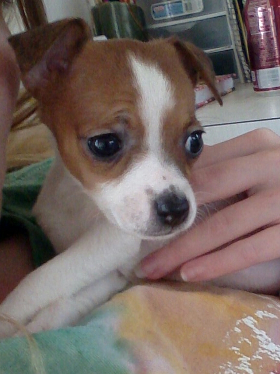 Painted Hills Zailey | Rat Terrier 