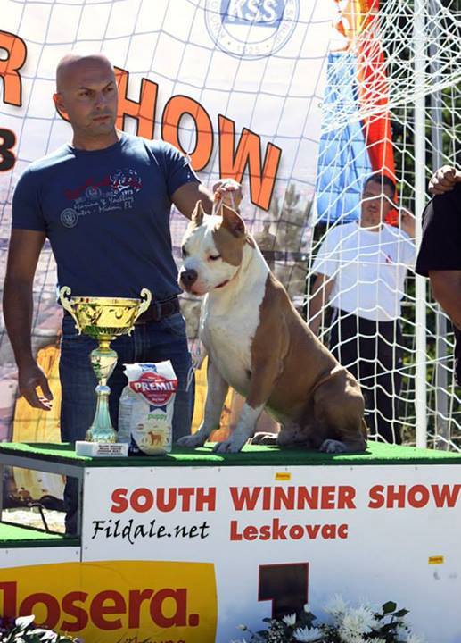 Destroyer warrior of duty | American Staffordshire Terrier 